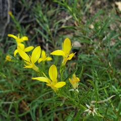 Ericameria bloomeri
