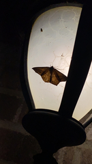 Prochoerodes lineola