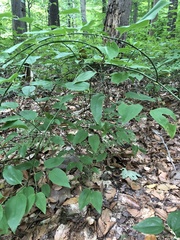 Smilax