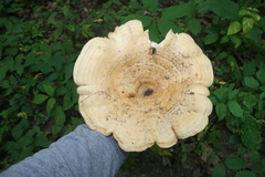 Lactarius psammicola