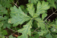 Quercus alba
