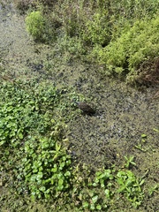 Aramus guarauna