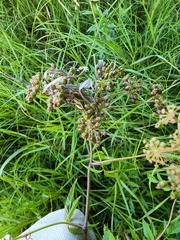 Cicuta maculata victorinii