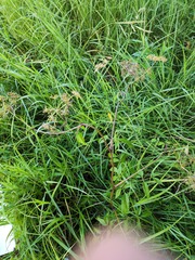 Cicuta maculata victorinii