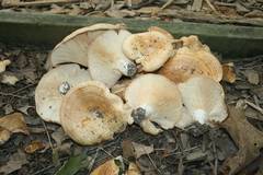 Lactarius psammicola