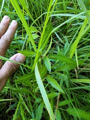 Cicuta maculata victorinii