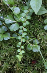 Gaultheria hispidula