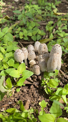 Coprinopsis variegata