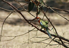 Platycercus eximius