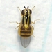 Thaumatomyia glabra - Photo (c) Woolcarderbee, algunos derechos reservados (CC BY-NC), subido por Woolcarderbee
