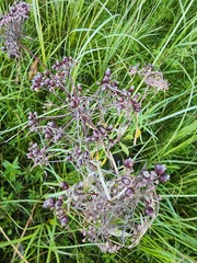 Cicuta maculata victorinii