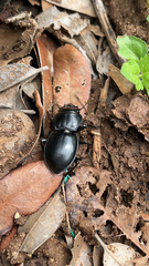 Pasimachus californicus