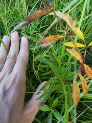 Cicuta maculata victorinii