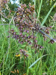 Cicuta maculata maculata