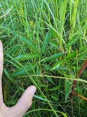 Cicuta maculata maculata