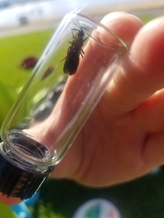 Dasymutilla bioculata