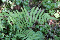 Thelypteris palustris