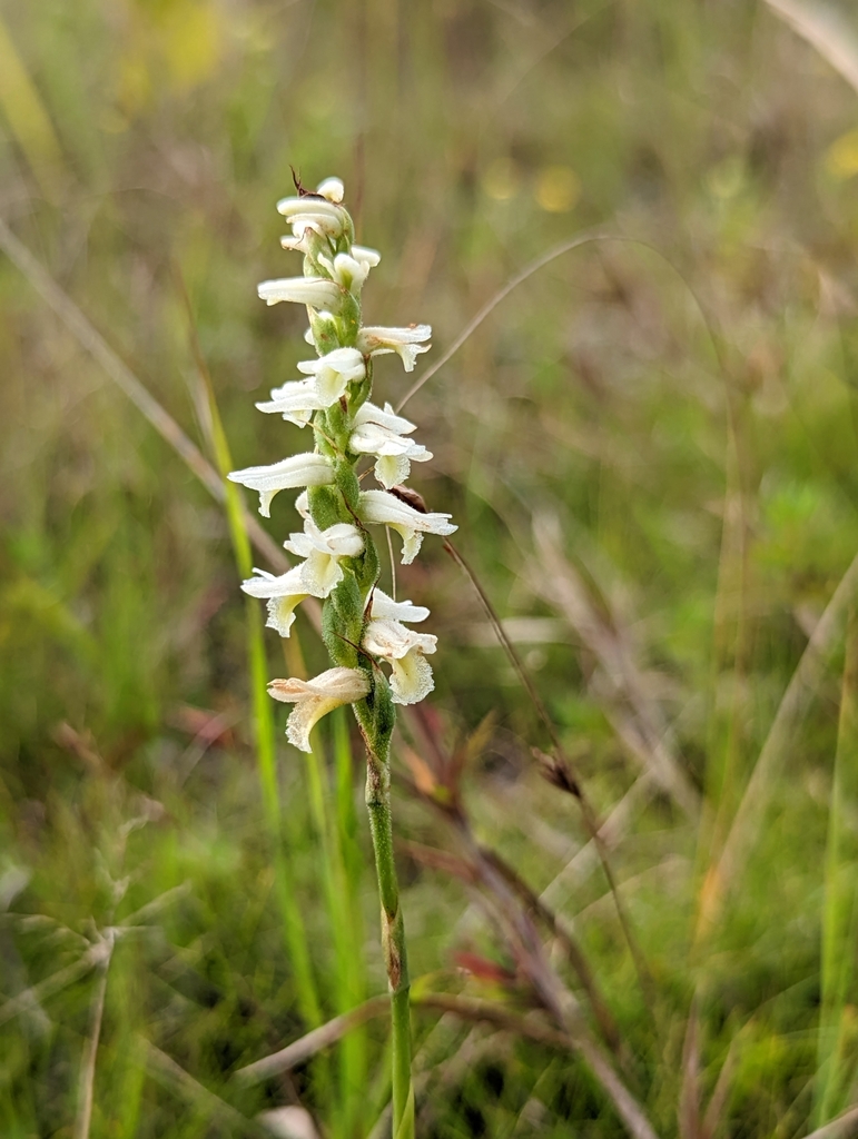 Spiranthes magnicamporum