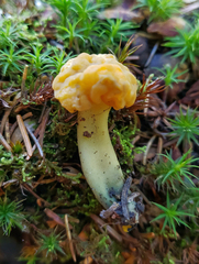 Leotia lubrica
