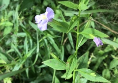 Mimulus alatus × ringens
