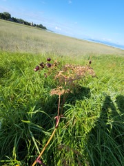 Cicuta maculata victorinii