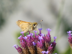Atalopedes campestris