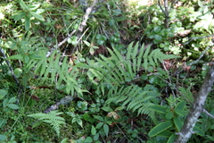 Thelypteris palustris