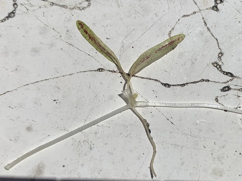 Halophila ovalis iNat (2)