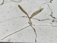 Halophila ovalis subsp. ovalis image