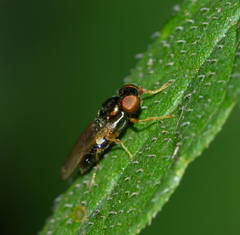 Microchrysa