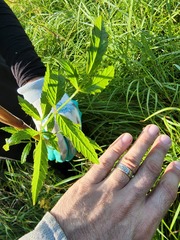 Cicuta maculata victorinii