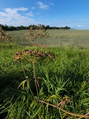 Cicuta maculata victorinii