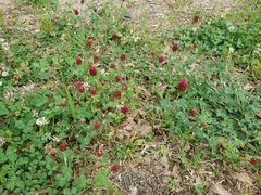 Trifolium incarnatum