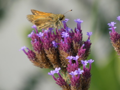 Atalopedes campestris