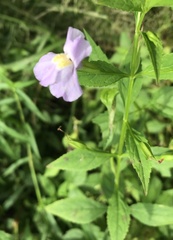 Mimulus alatus × ringens