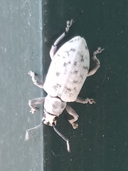 Myllocerus undecimpustulatus