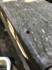 Heteroptera