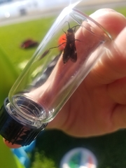 Dasymutilla bioculata