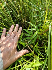 Cicuta maculata victorinii