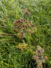 Cicuta maculata victorinii
