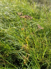 Cicuta maculata victorinii