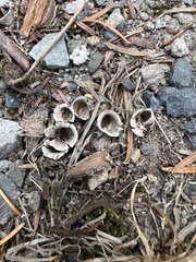 Nidulariaceae