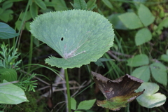 Caltha palustris