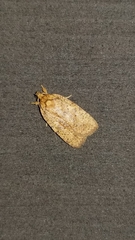 Agonopterix