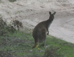 Macropus fuliginosus