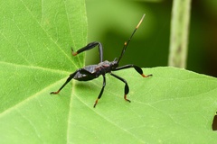 Acanthocephala thomasi