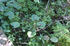 Caltha palustris