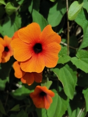 Thunbergia alata