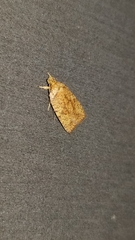 Agonopterix