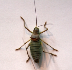 Ephippiger ephippiger